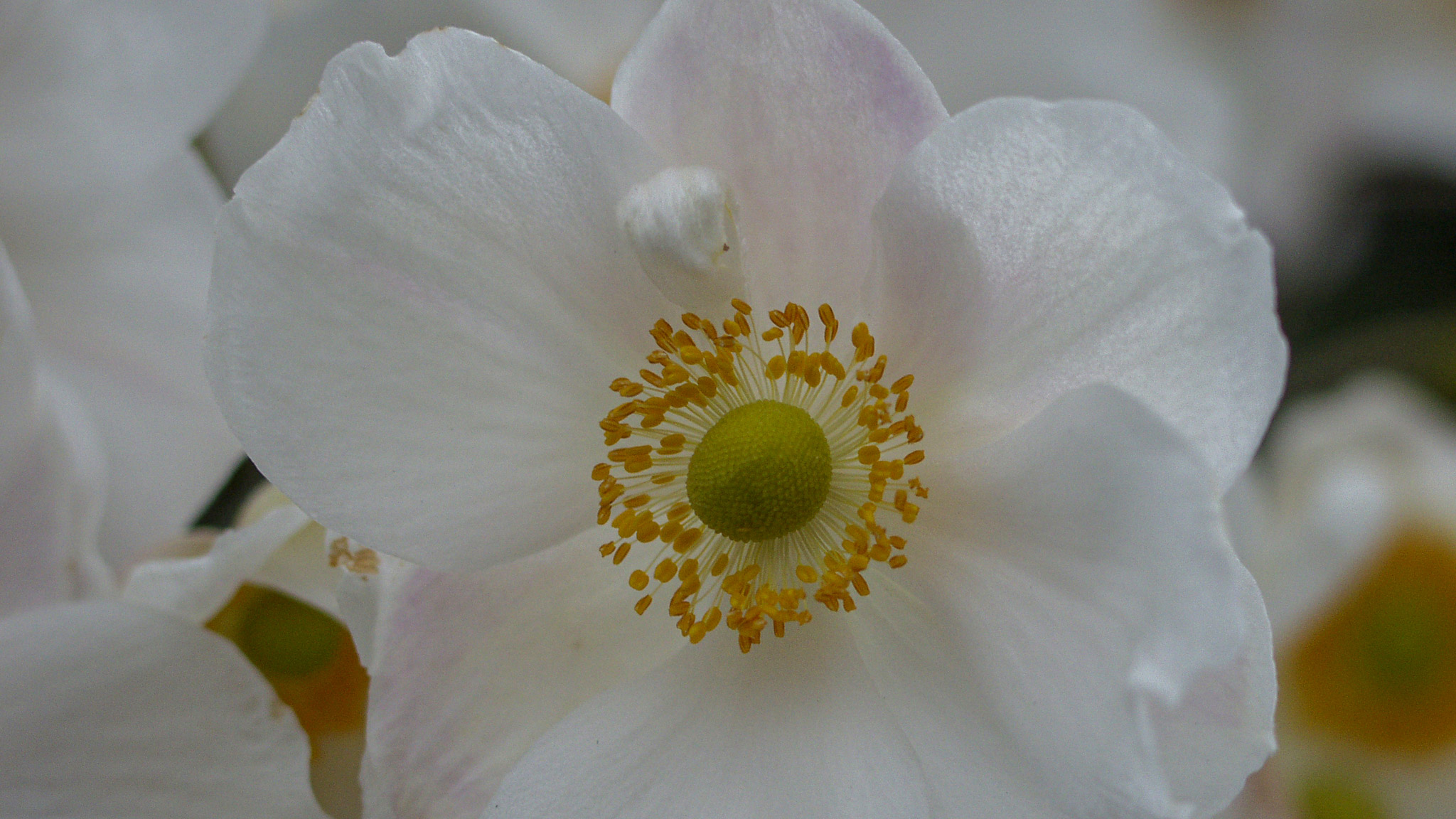 20021011174605 PA110157