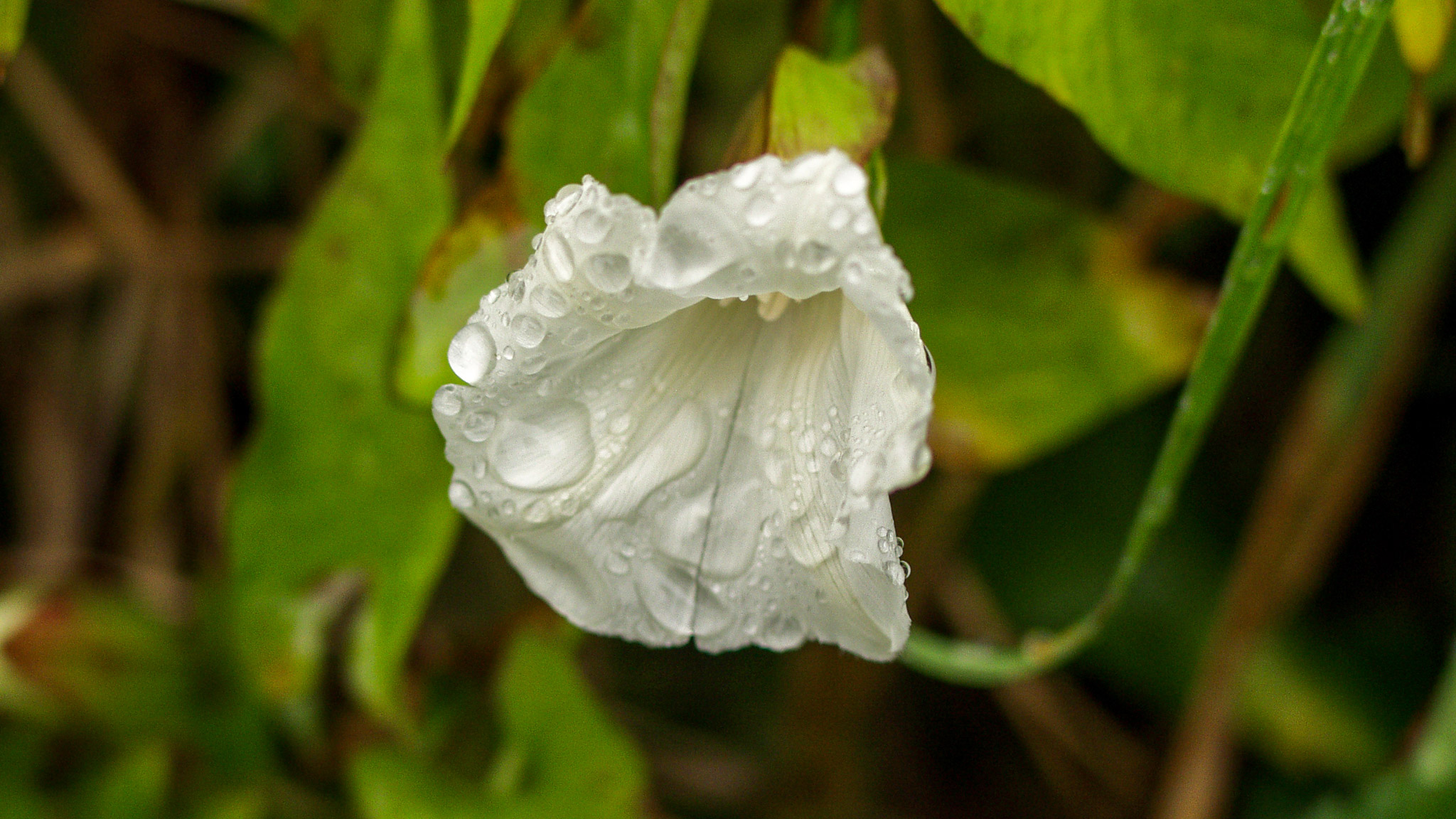 20021012151521 PA120251