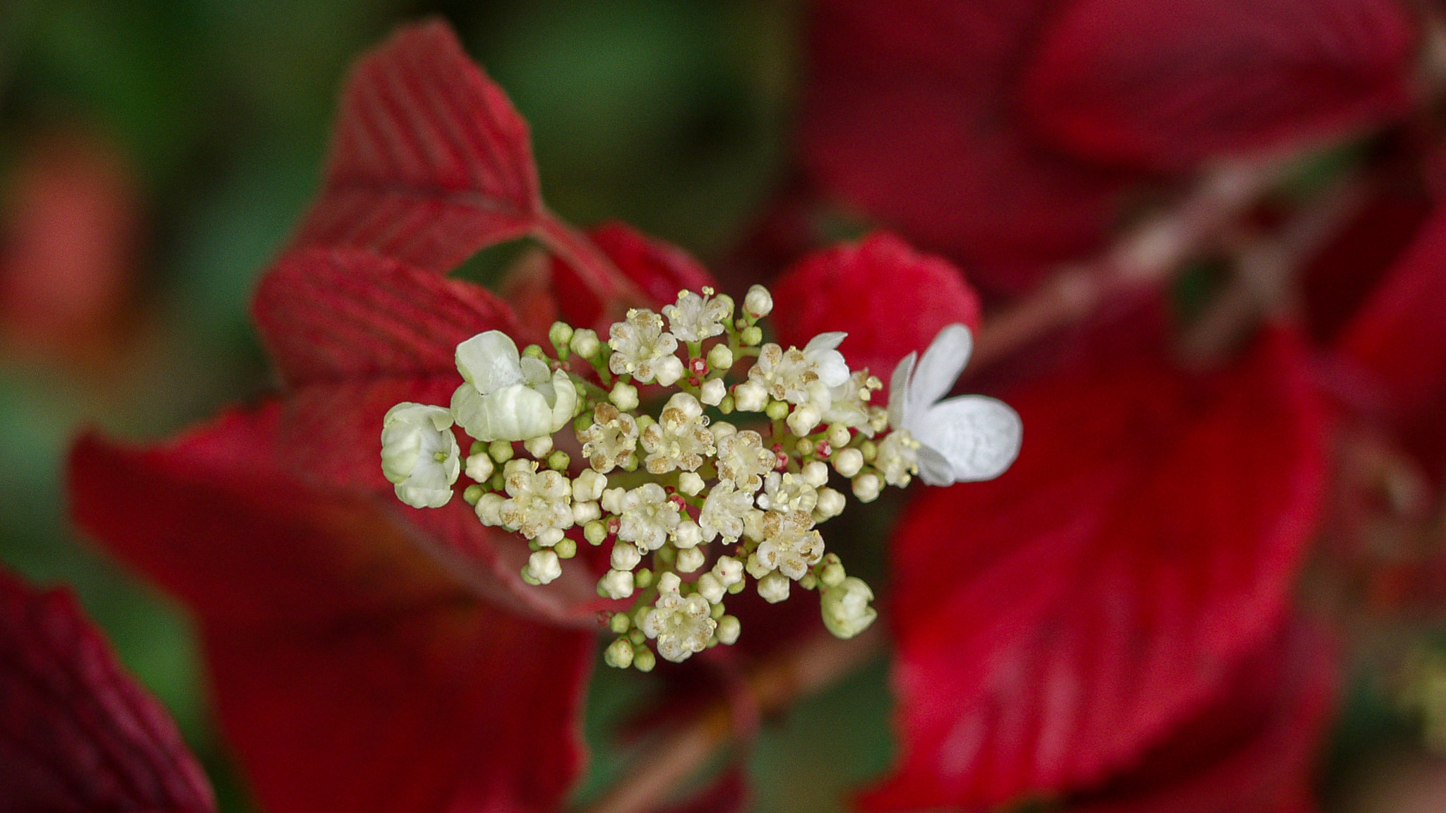 20021012152509 PA120267