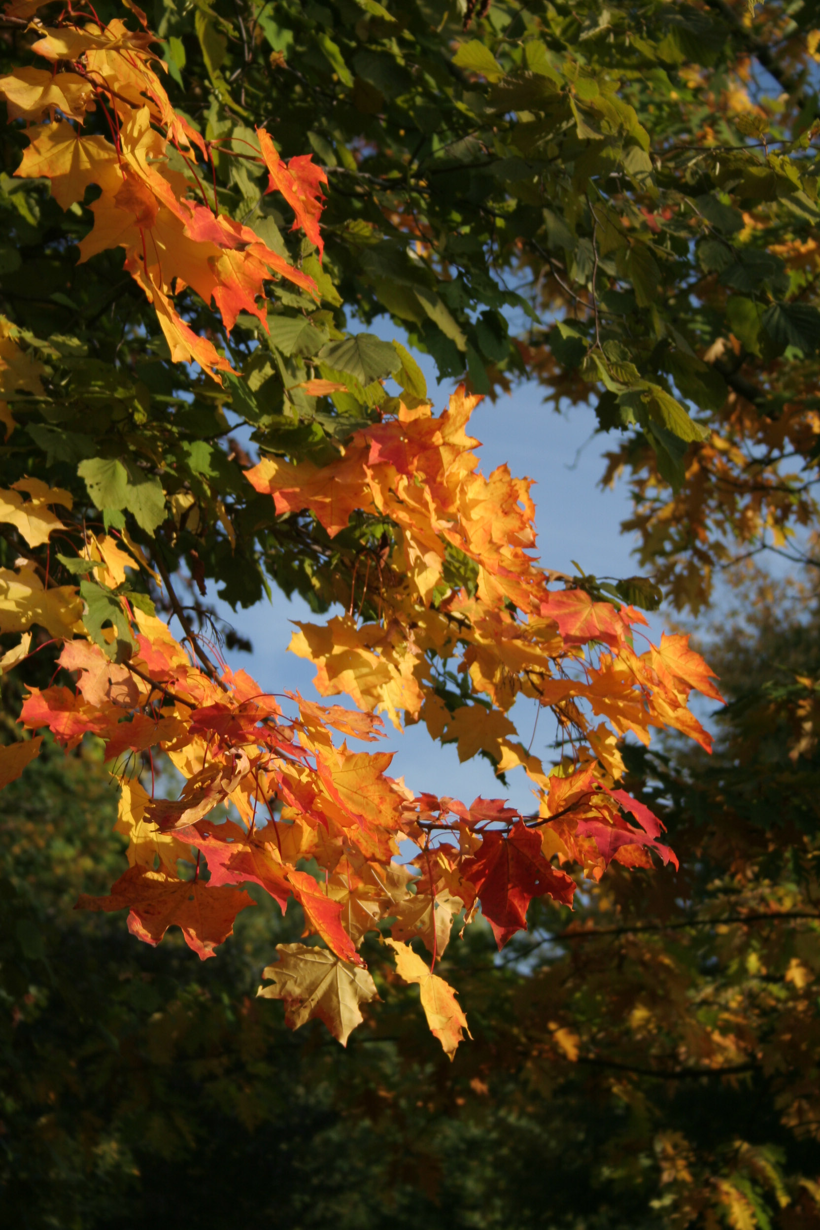 20051016092149 IMG 0003