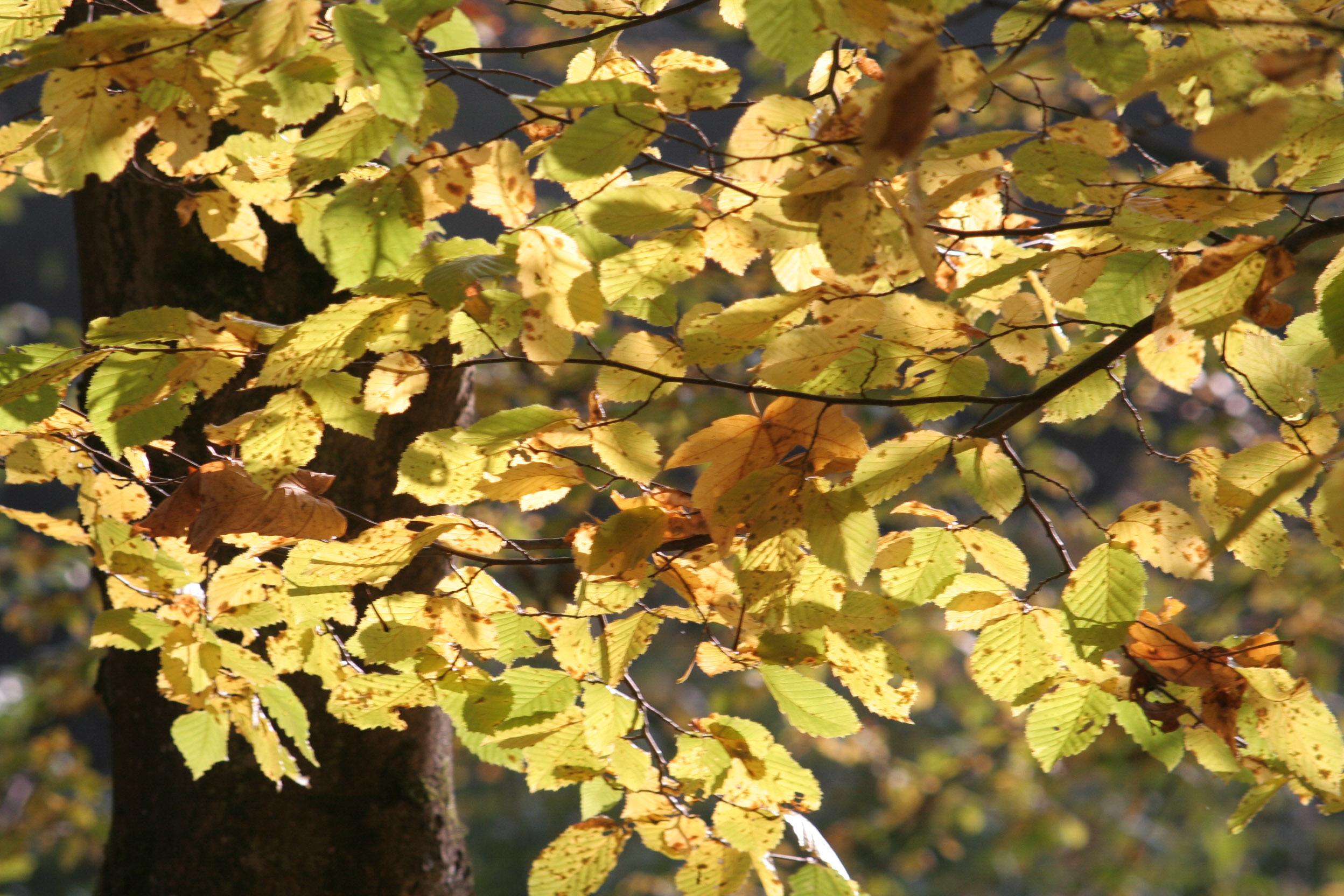 20051016095857 IMG 0020