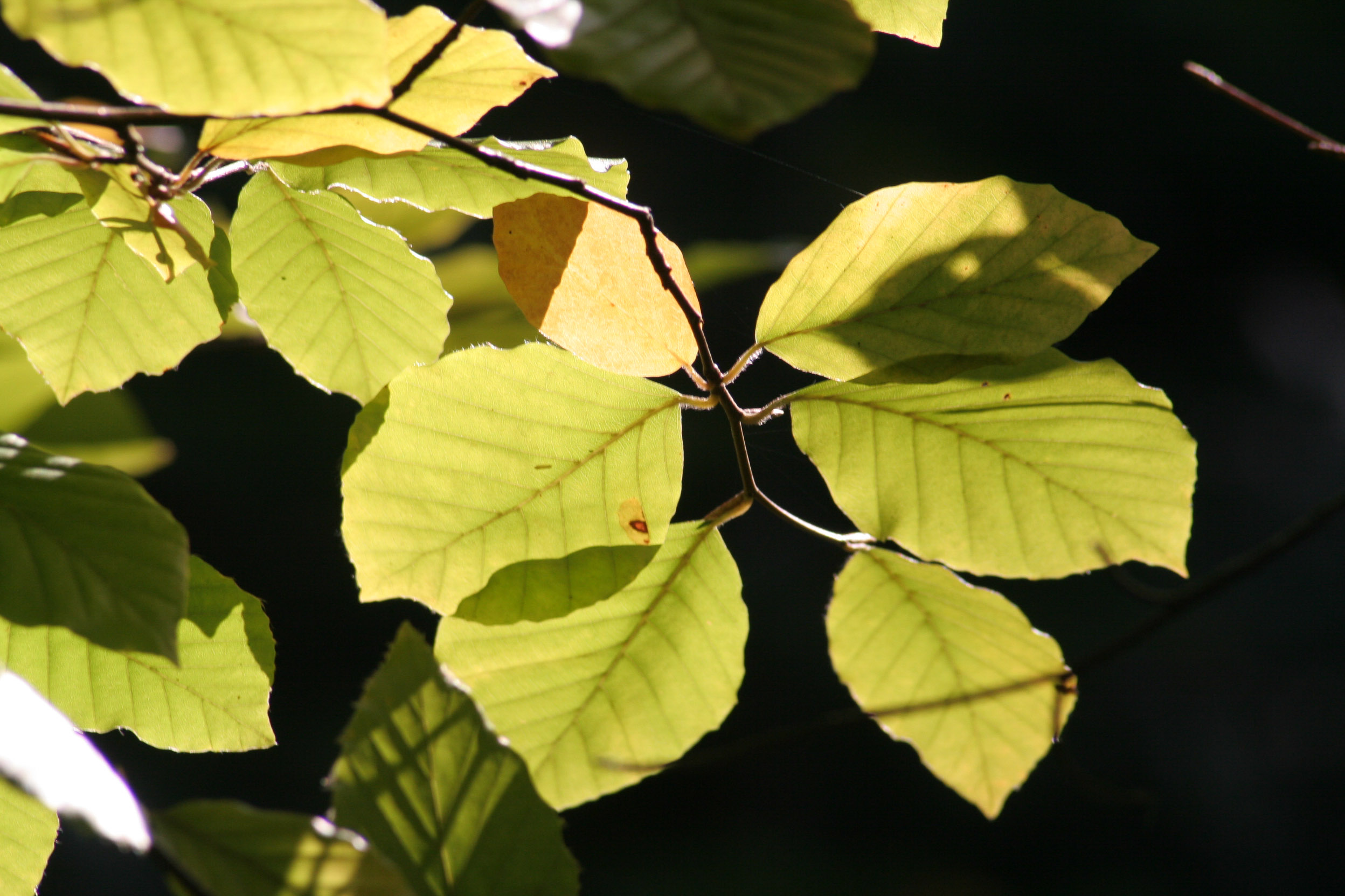 20051016100221 IMG 0026