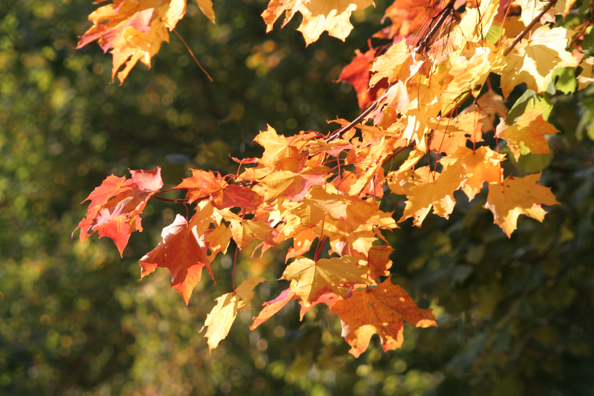 20051016105726 IMG 0044