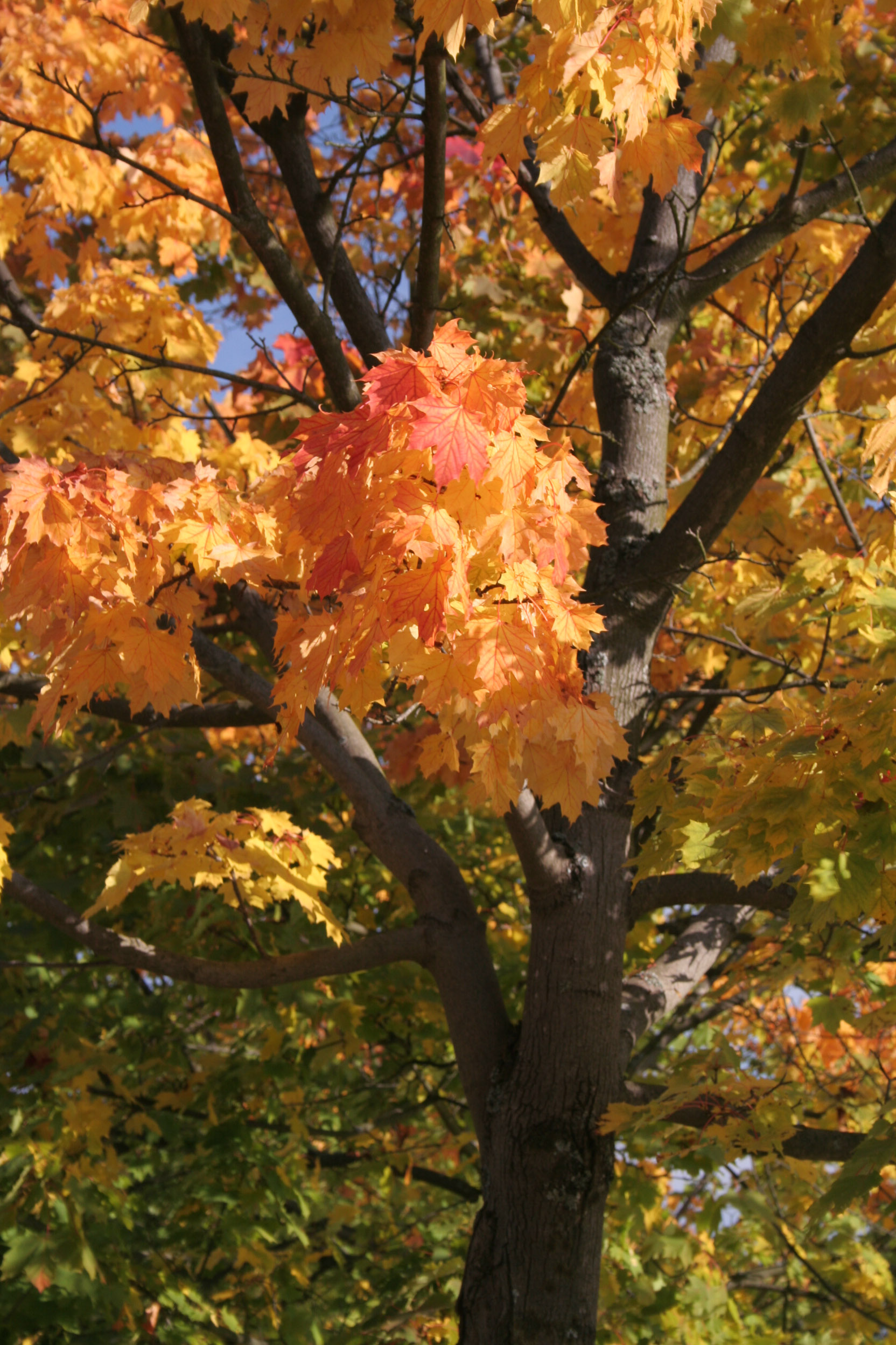 20051016110948 IMG 0056