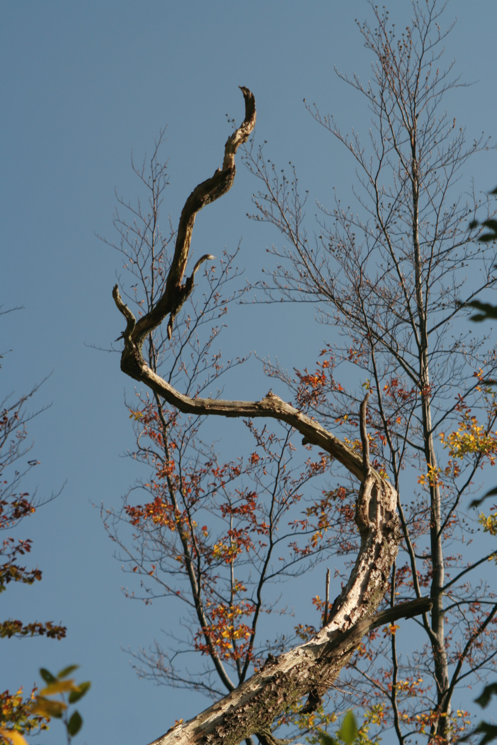 20051016151111 IMG 0002