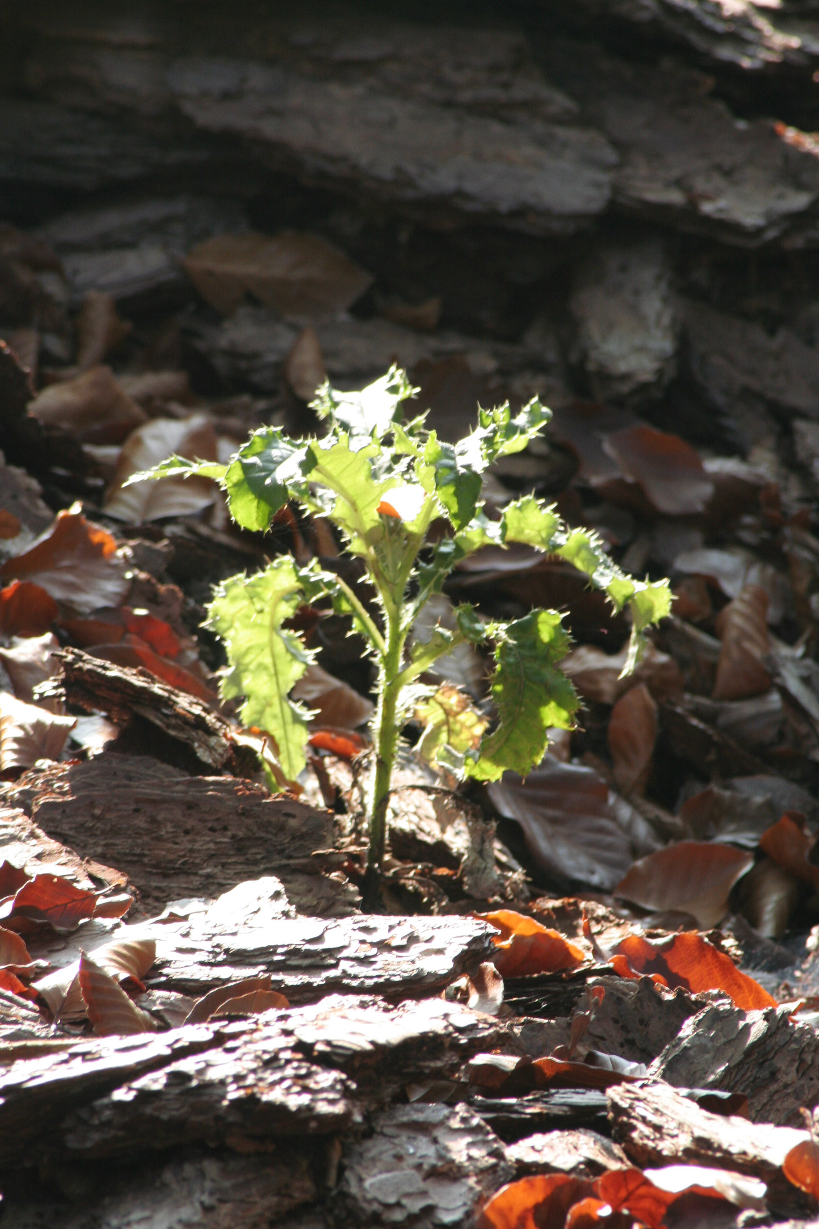 20051016160033 IMG 0055