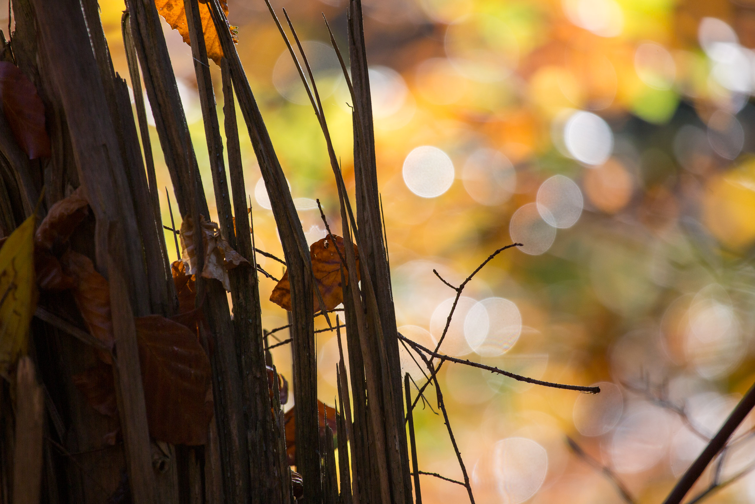 20131027090746 RD 27947