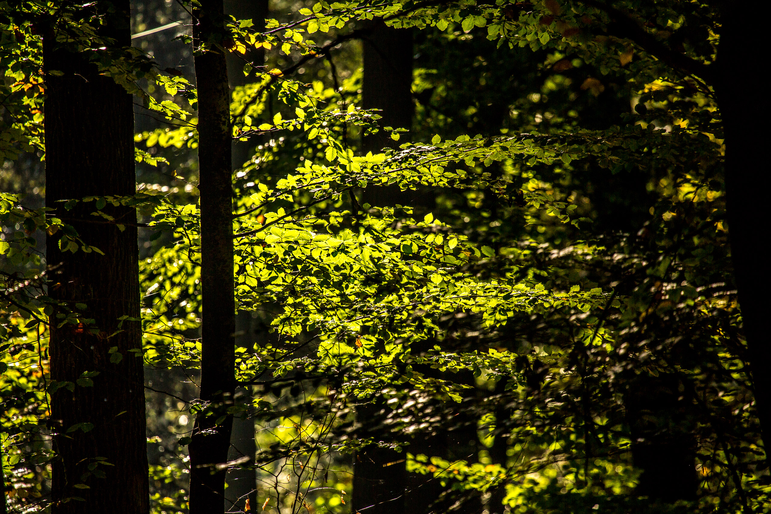 20141024100749 RD 75940