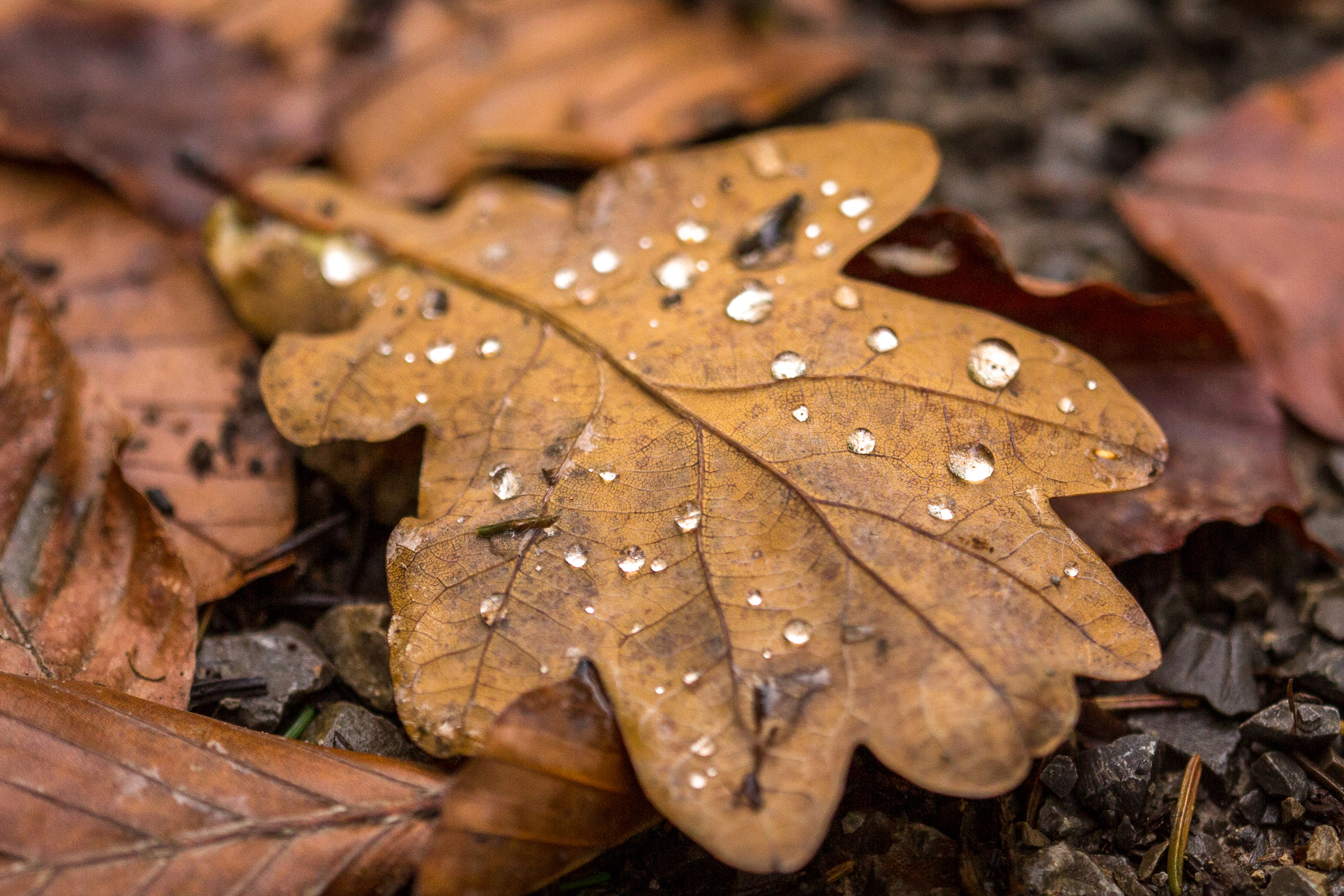 20141025144003 RD 76217