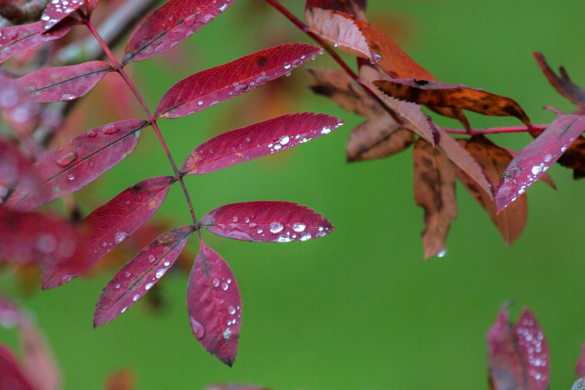 20151023135947 RD100585