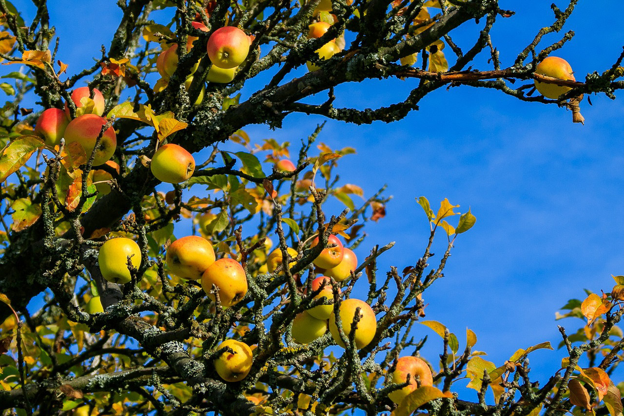 20151024110040 21851629933 aefba6ba03 k