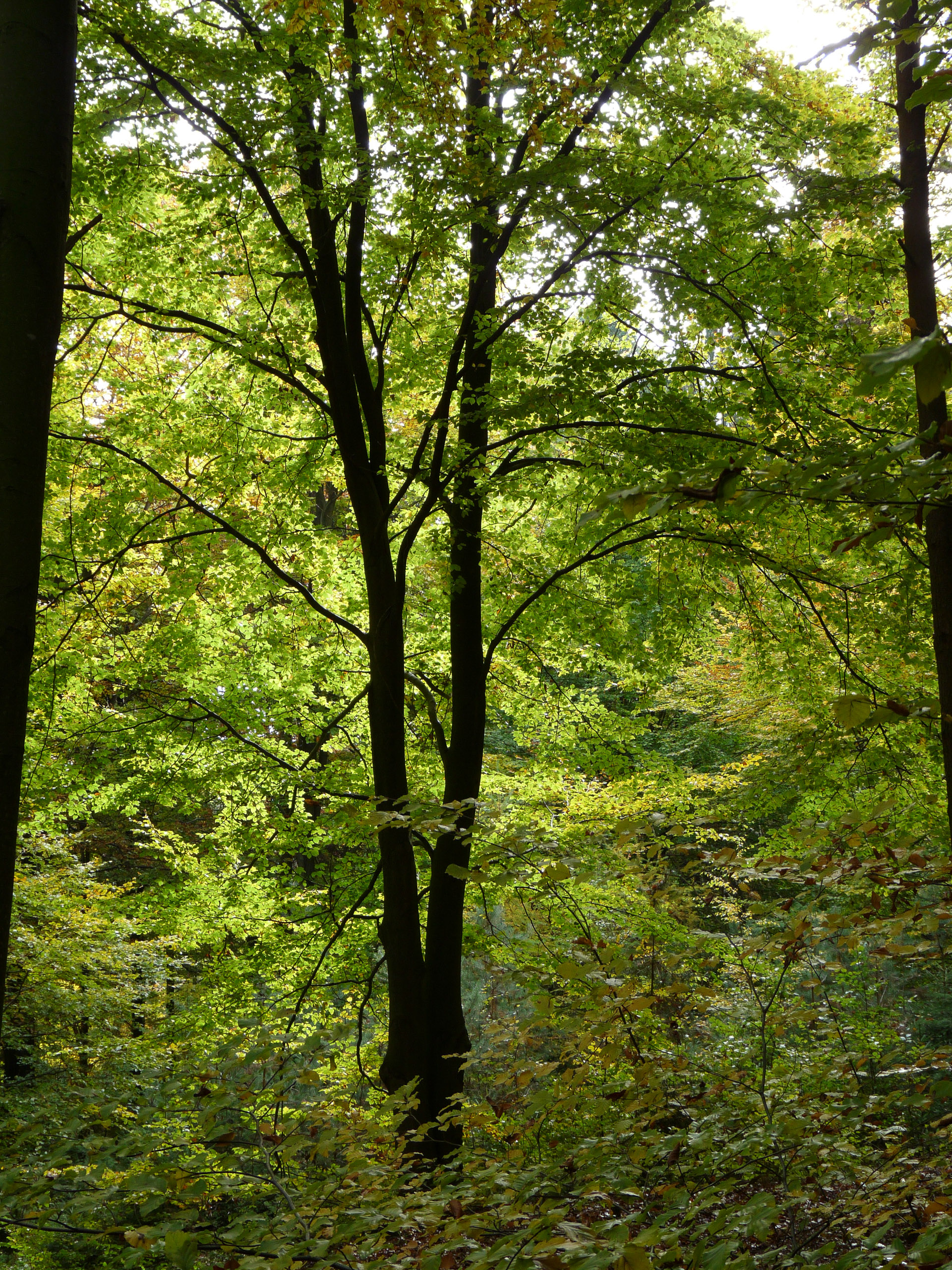 20151024123122 P1070916