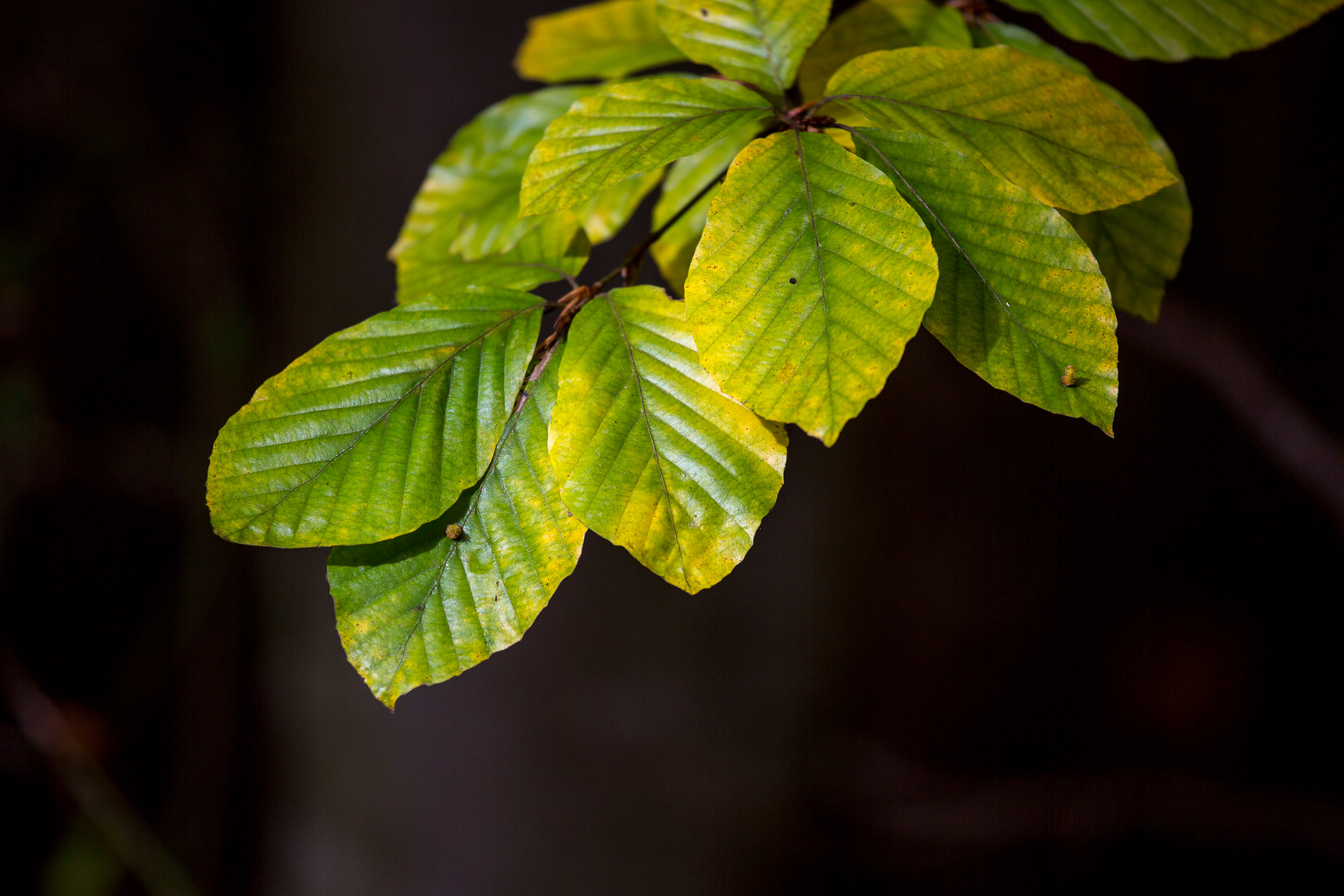 20151024131810 RD100711