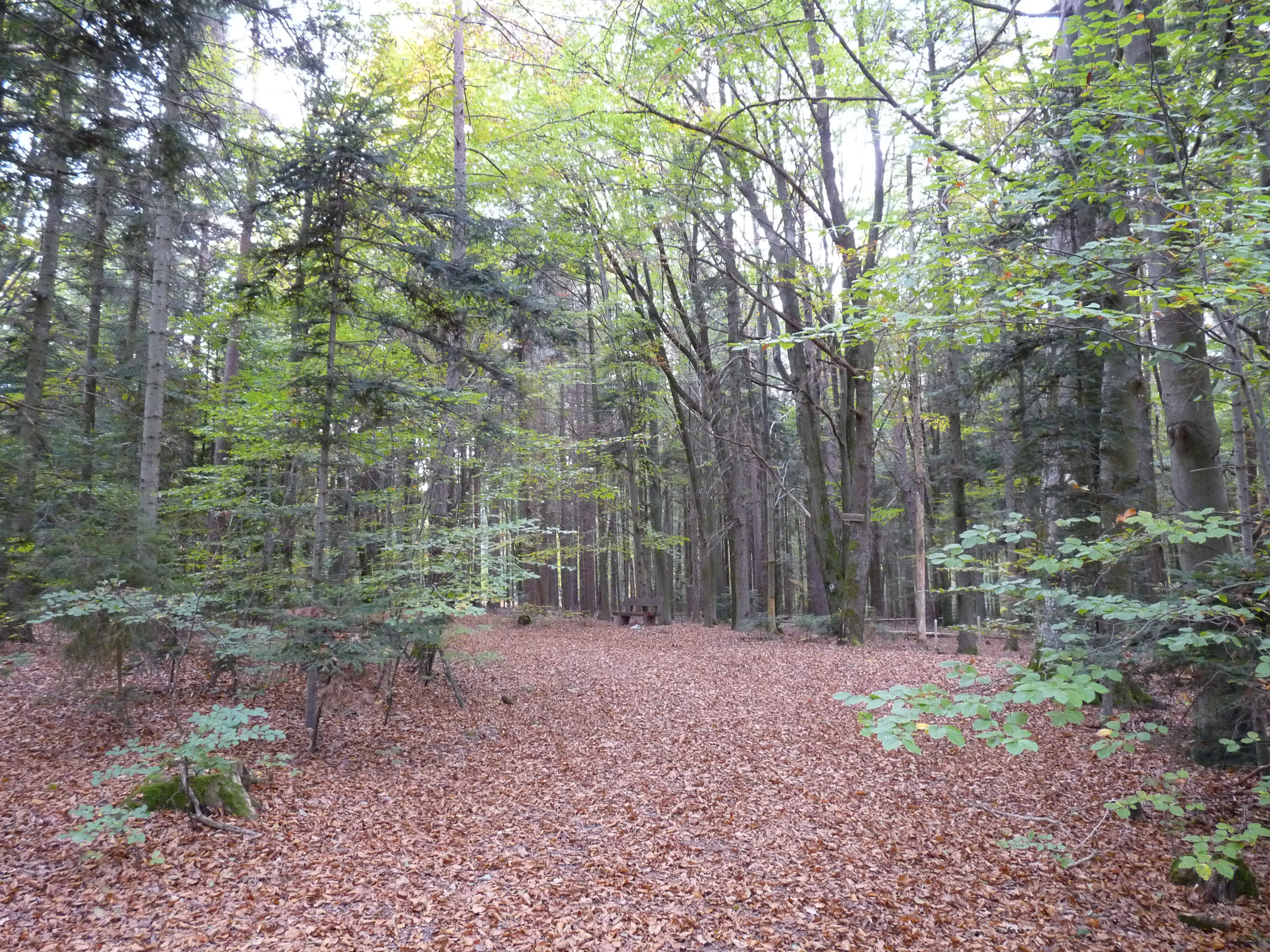 20181026164026 P1110995