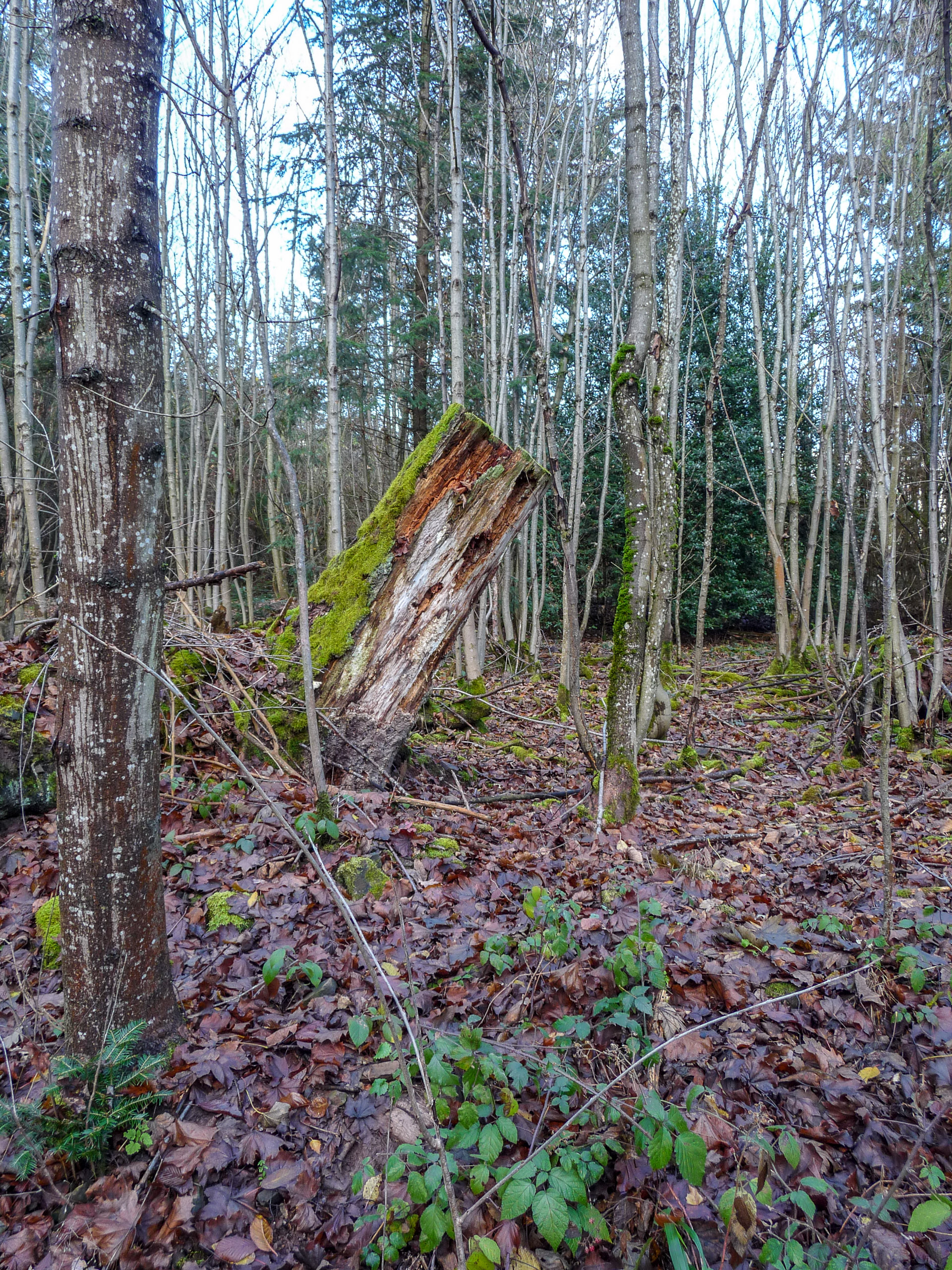 20191130135137 P1130130