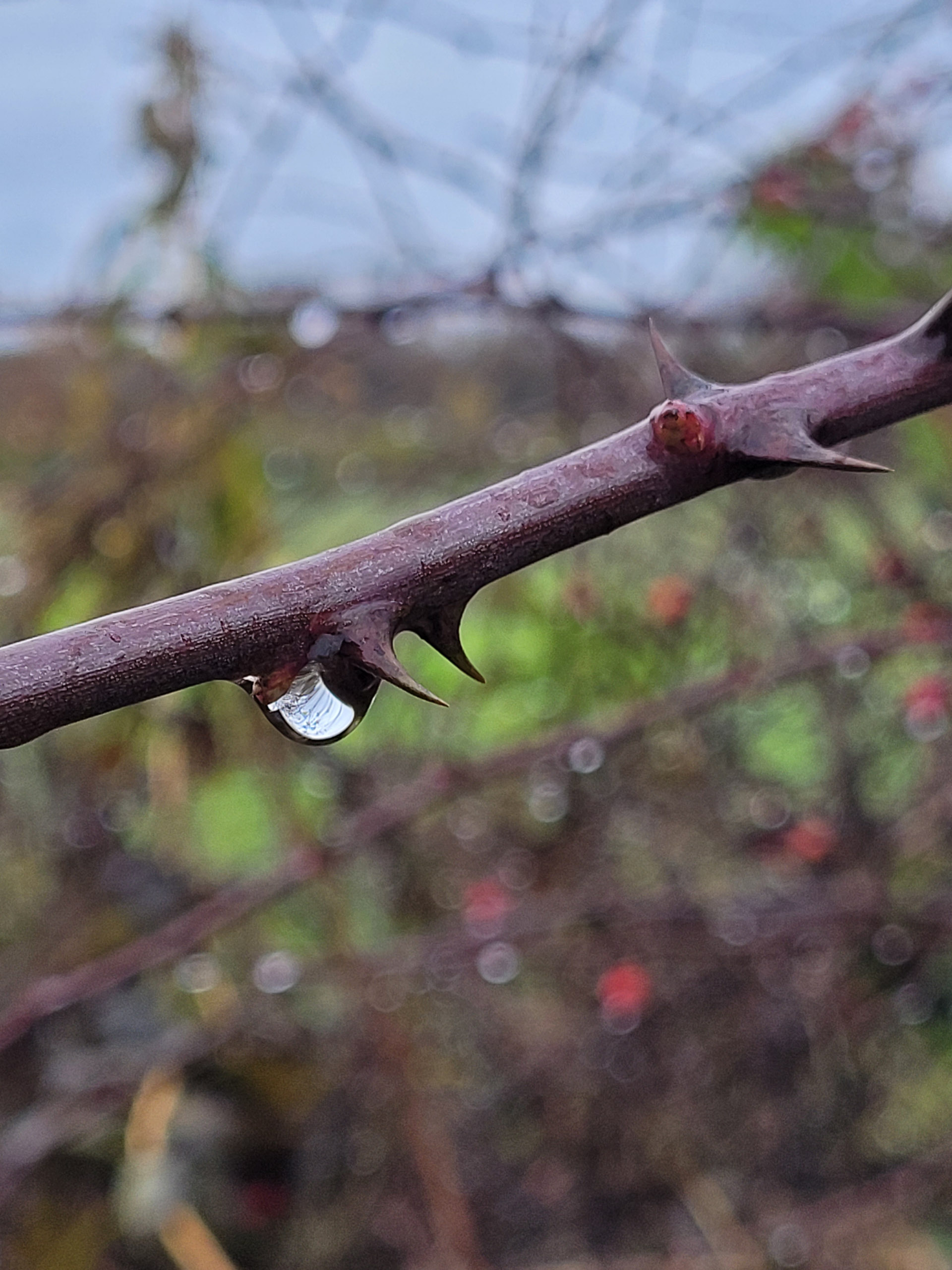 20231117115459 20231117 115459