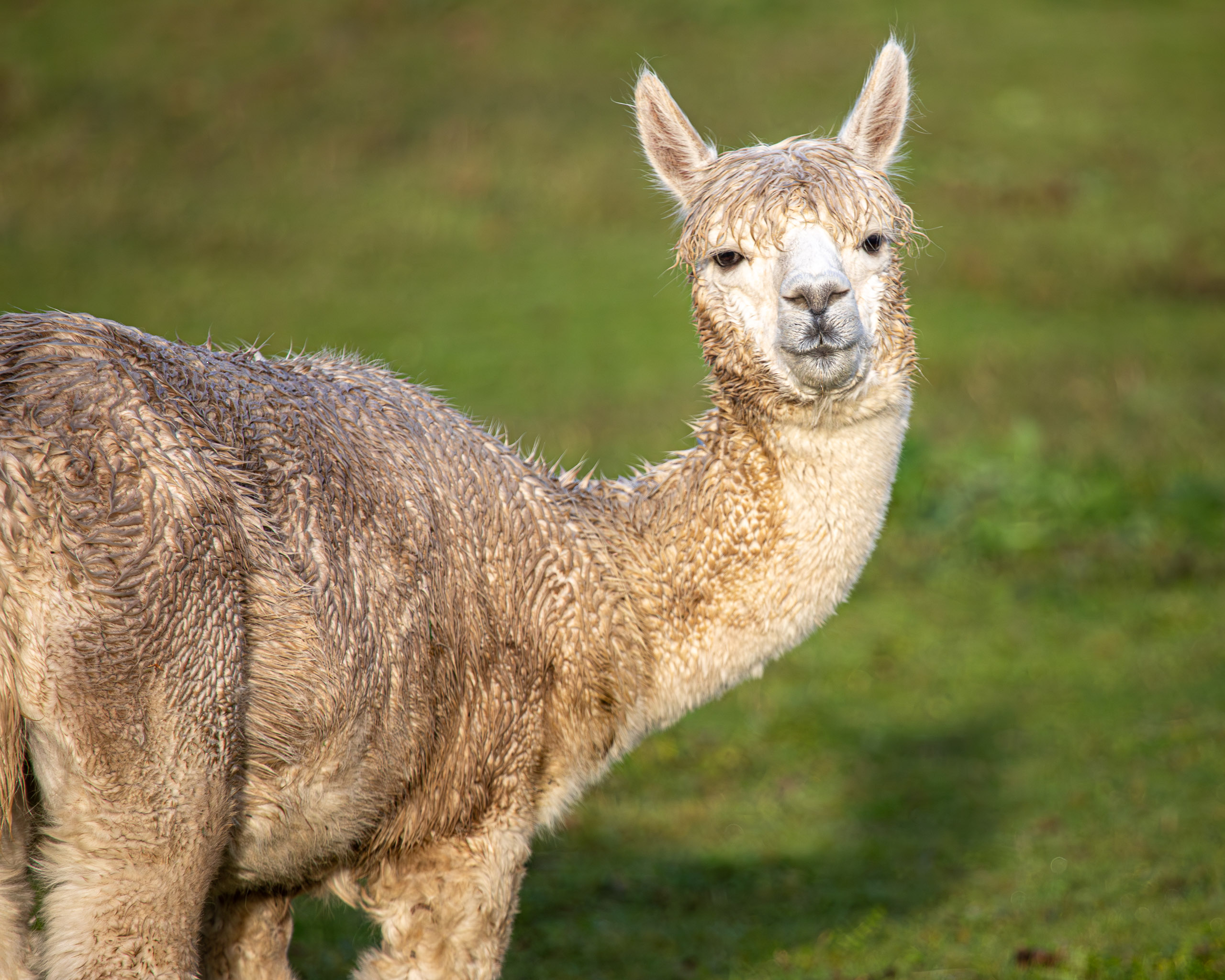 20231118084601 RD4 4796 e