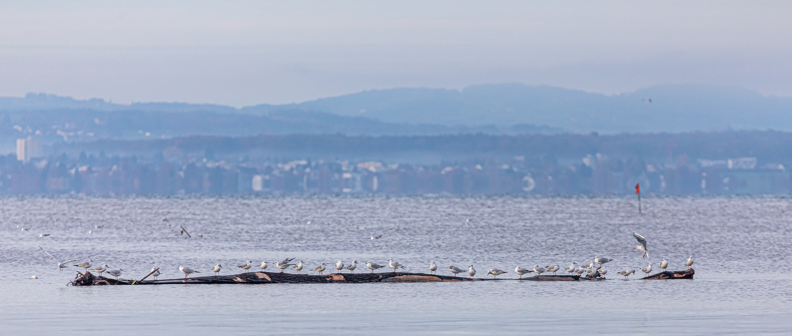 20231118085449 RD4 4809