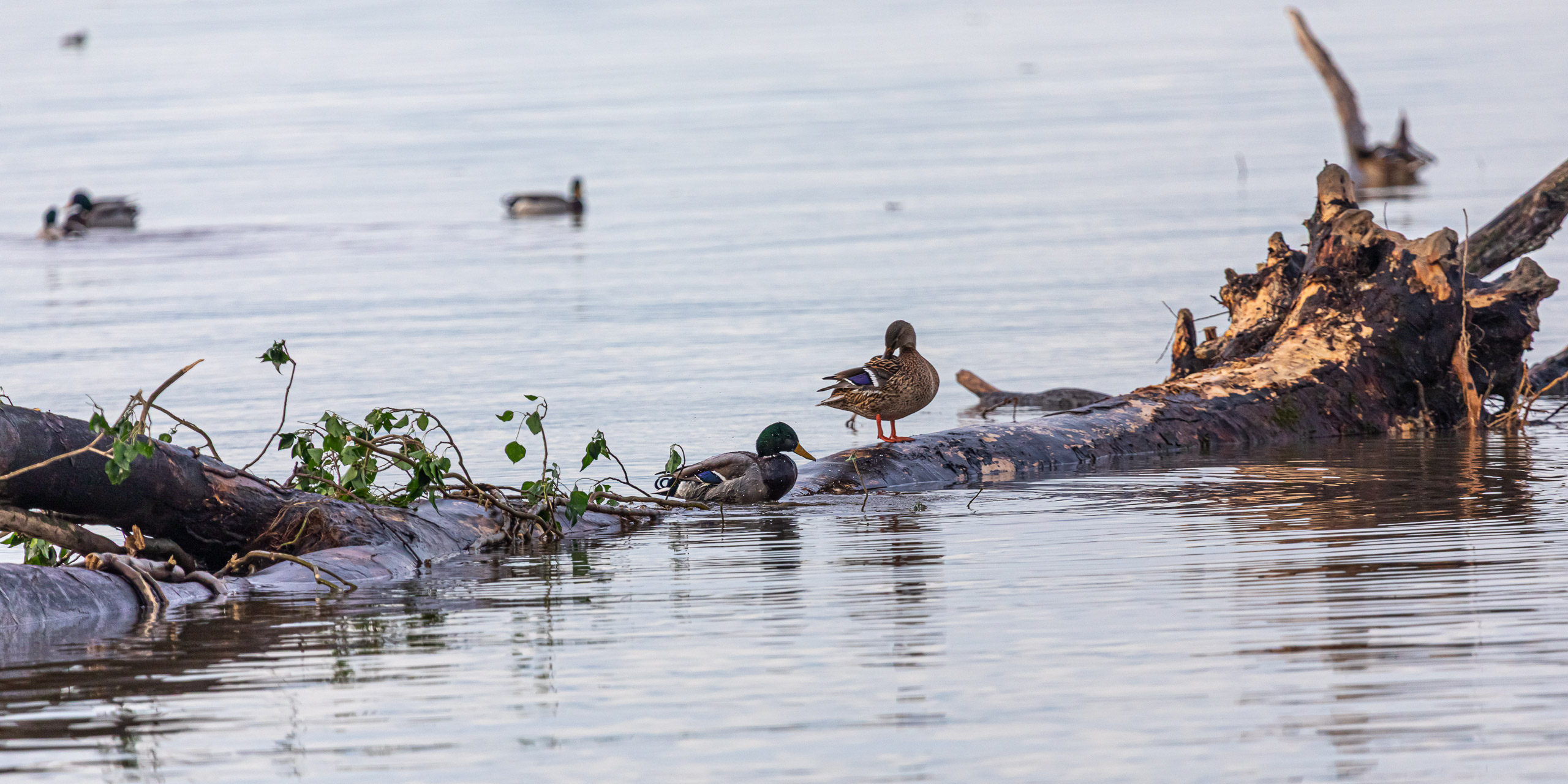 20231118085507 RD4 4816