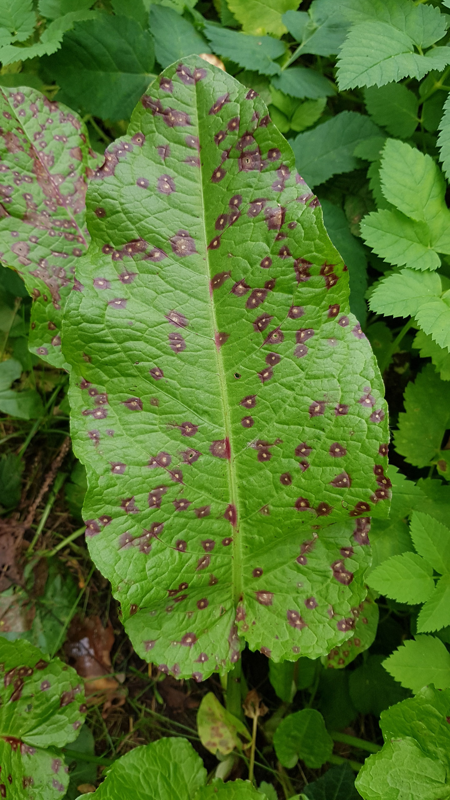 20251004134057 Heidi 134057