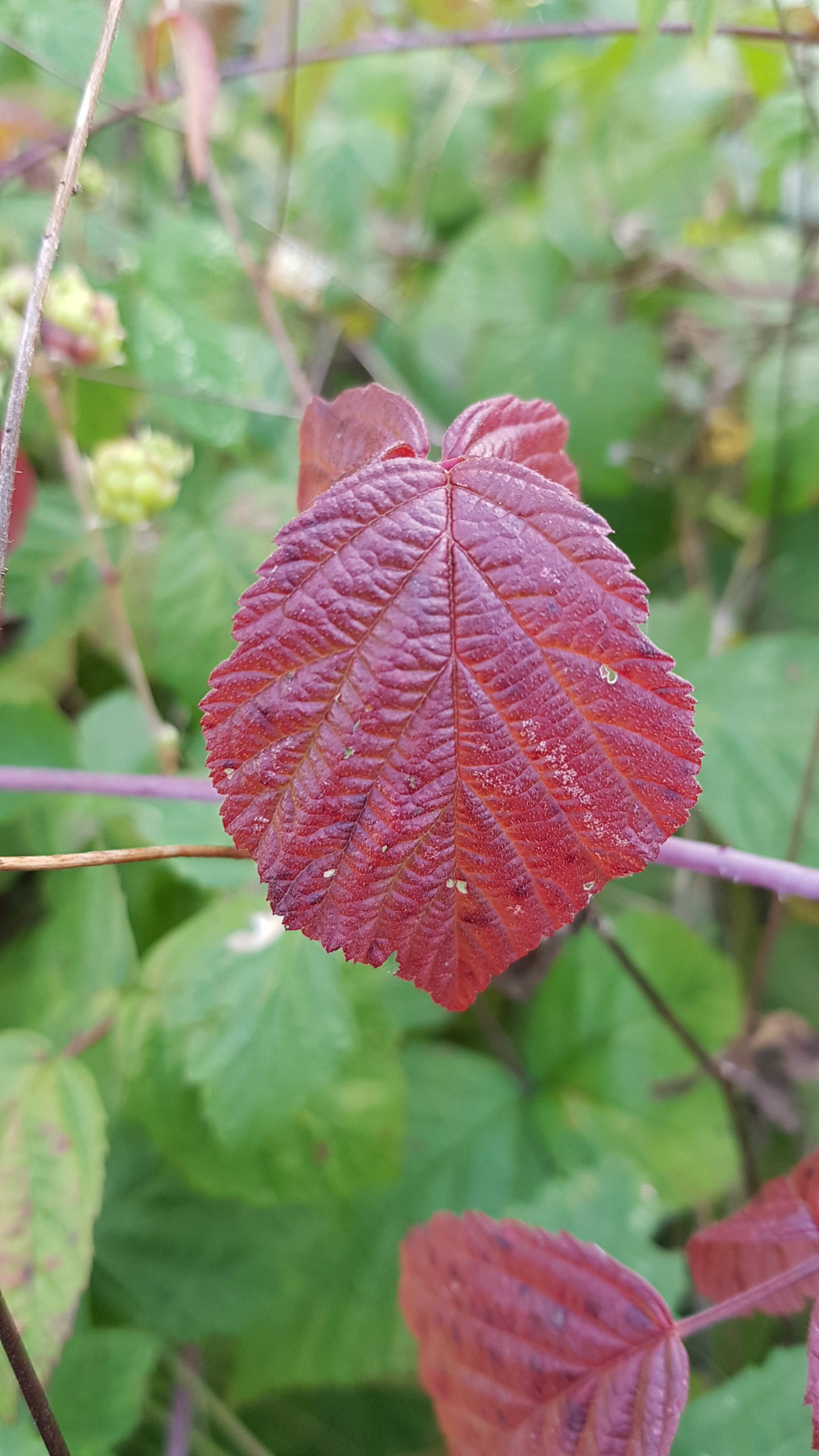 20251004141526 Heidi 141526