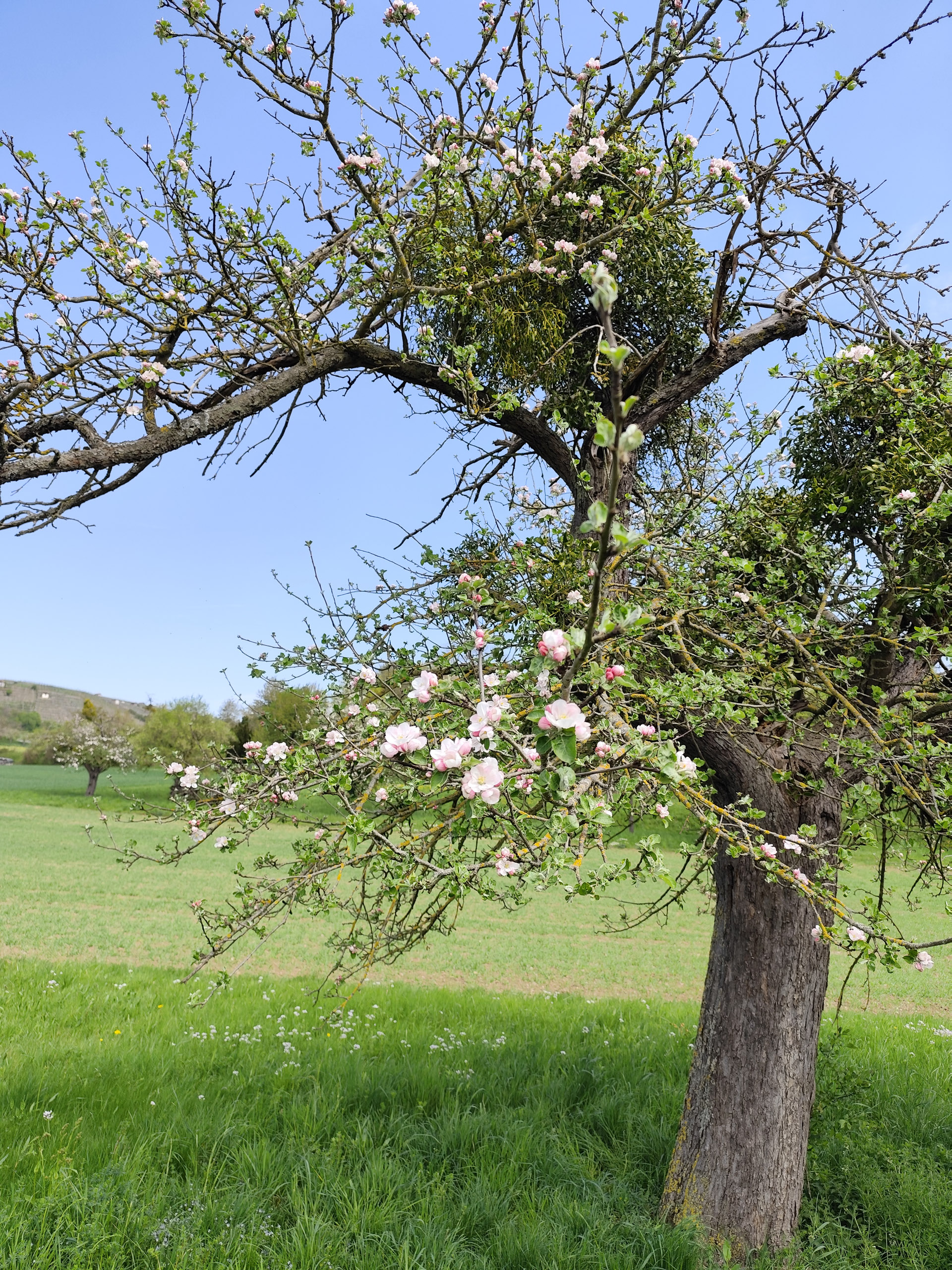 20260418 124314  004