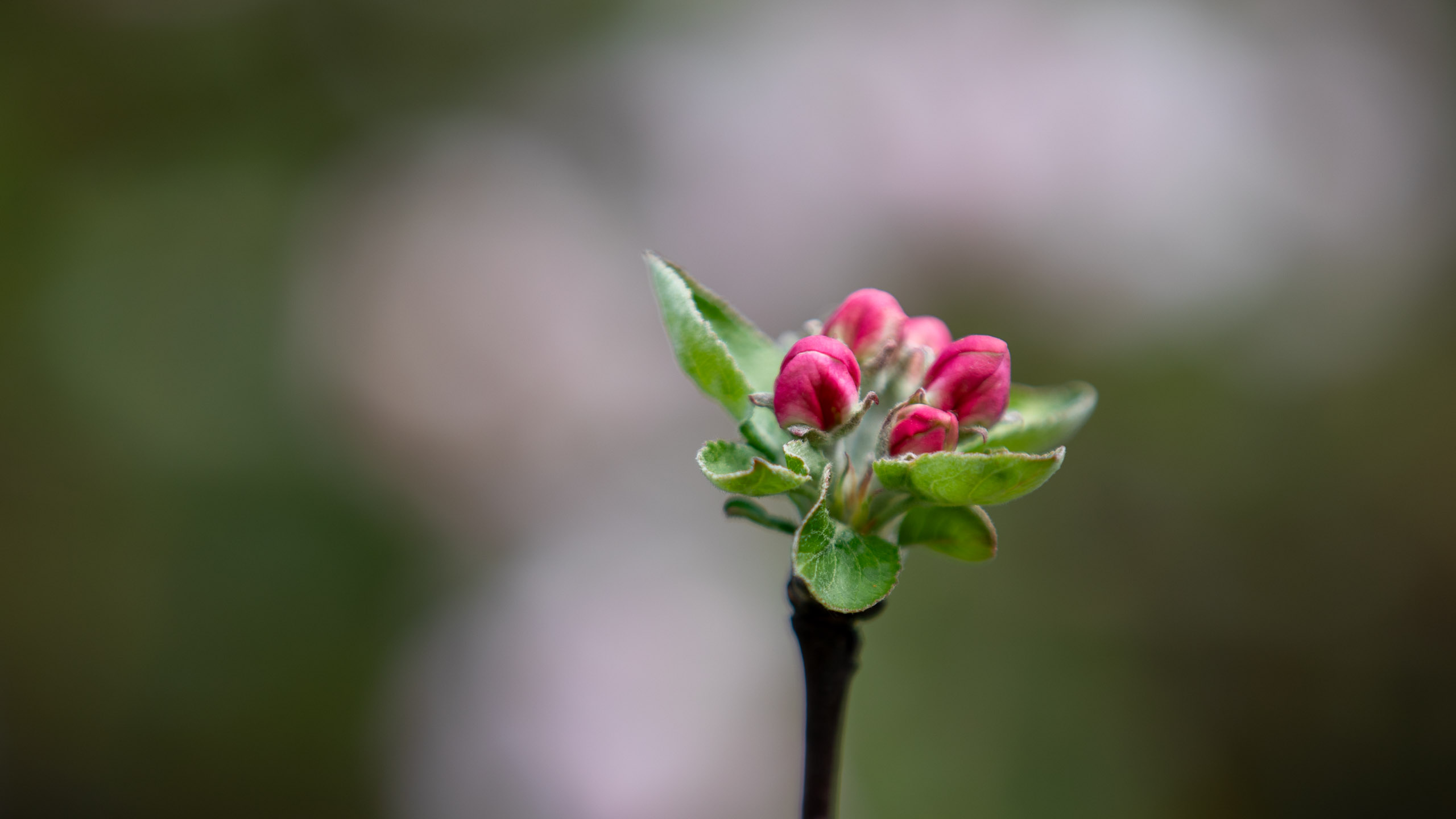 20260418 124333 RD4 9141