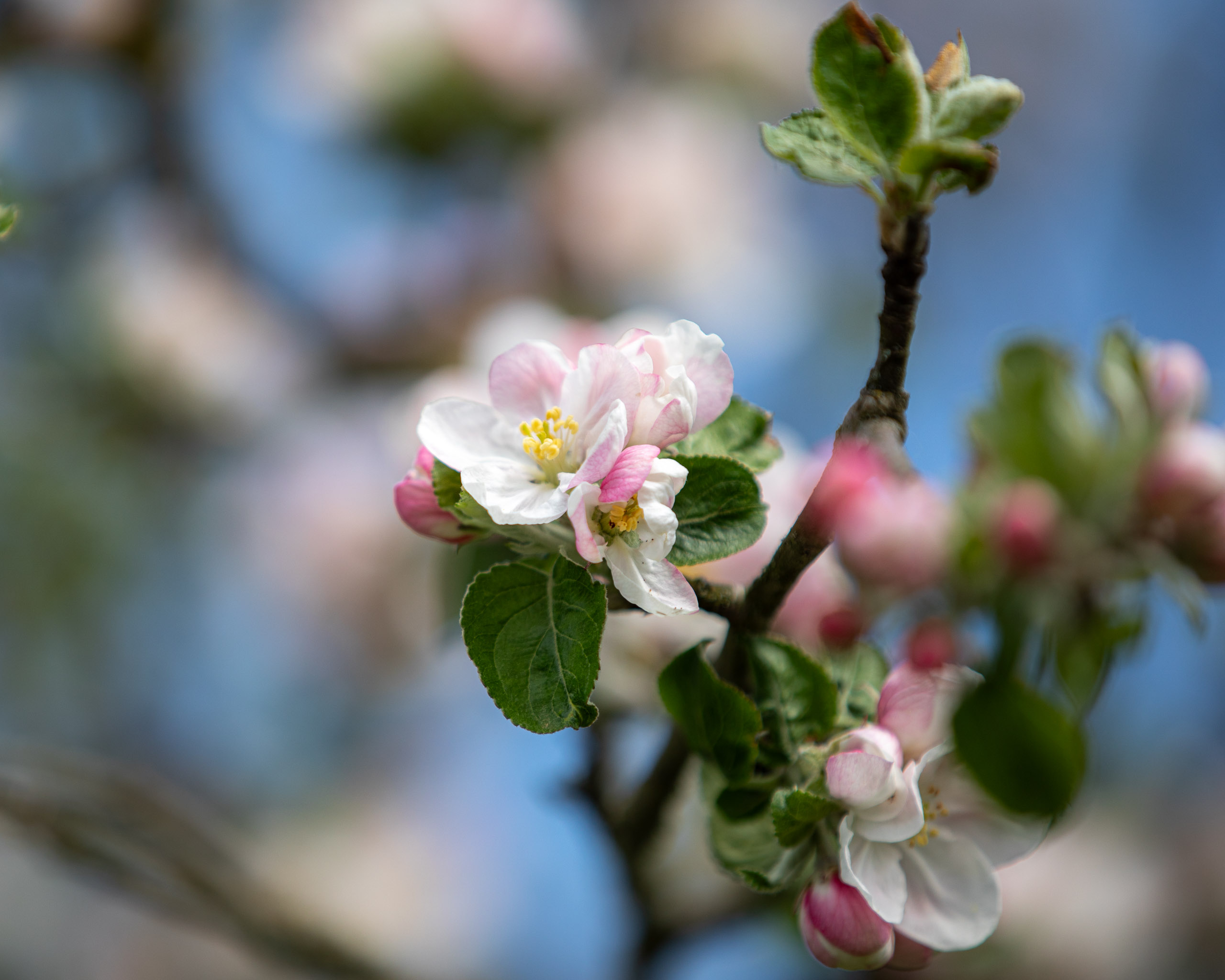 20260418 124347 RD4 9144