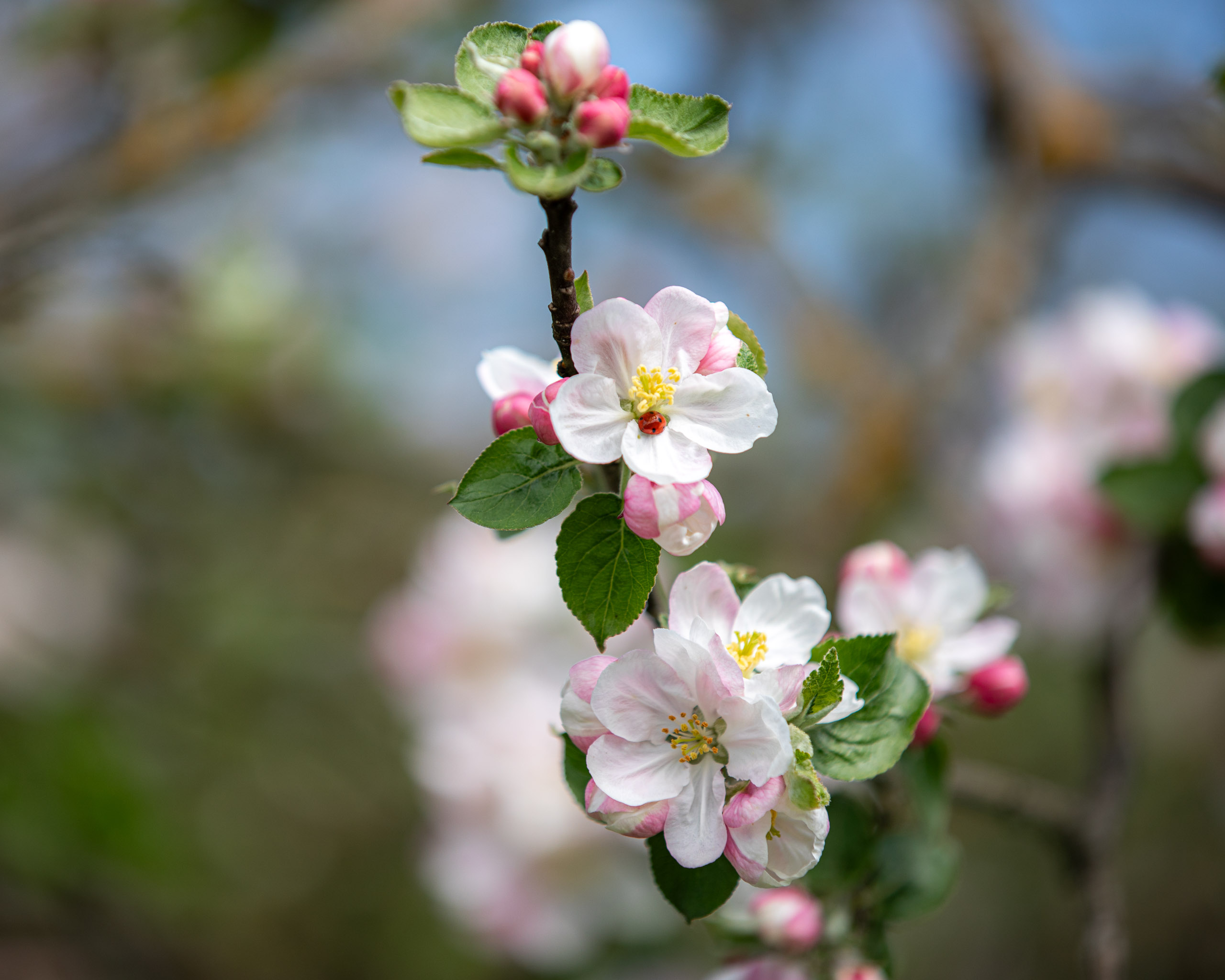 20260418 124406 RD4 9148