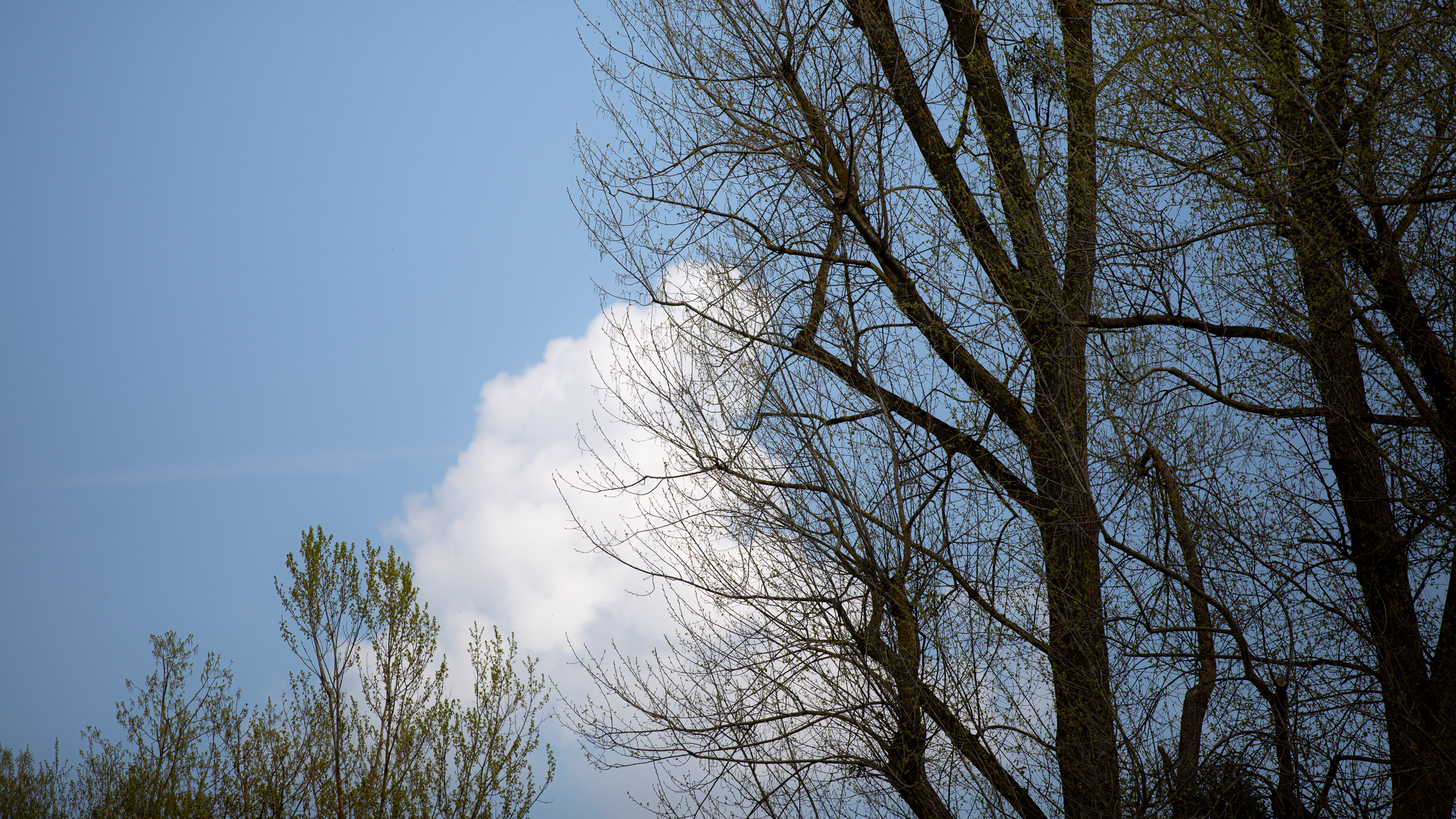 20260418 125618 RD4 9163