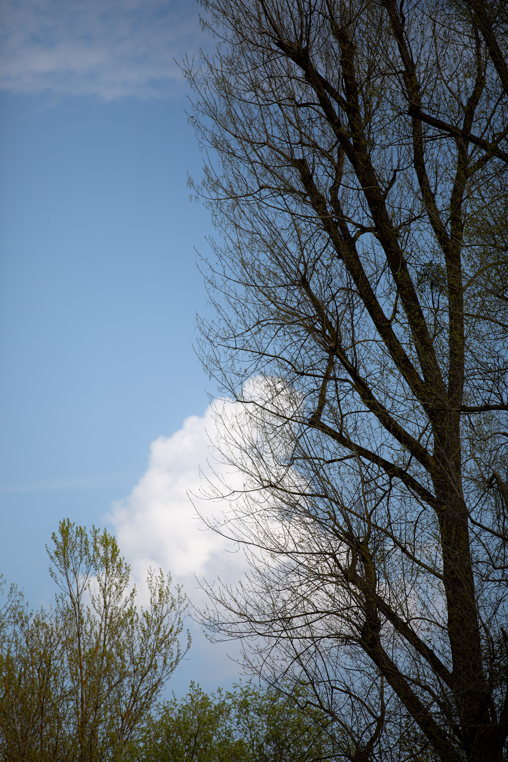 20260418 125622 RD4 9164