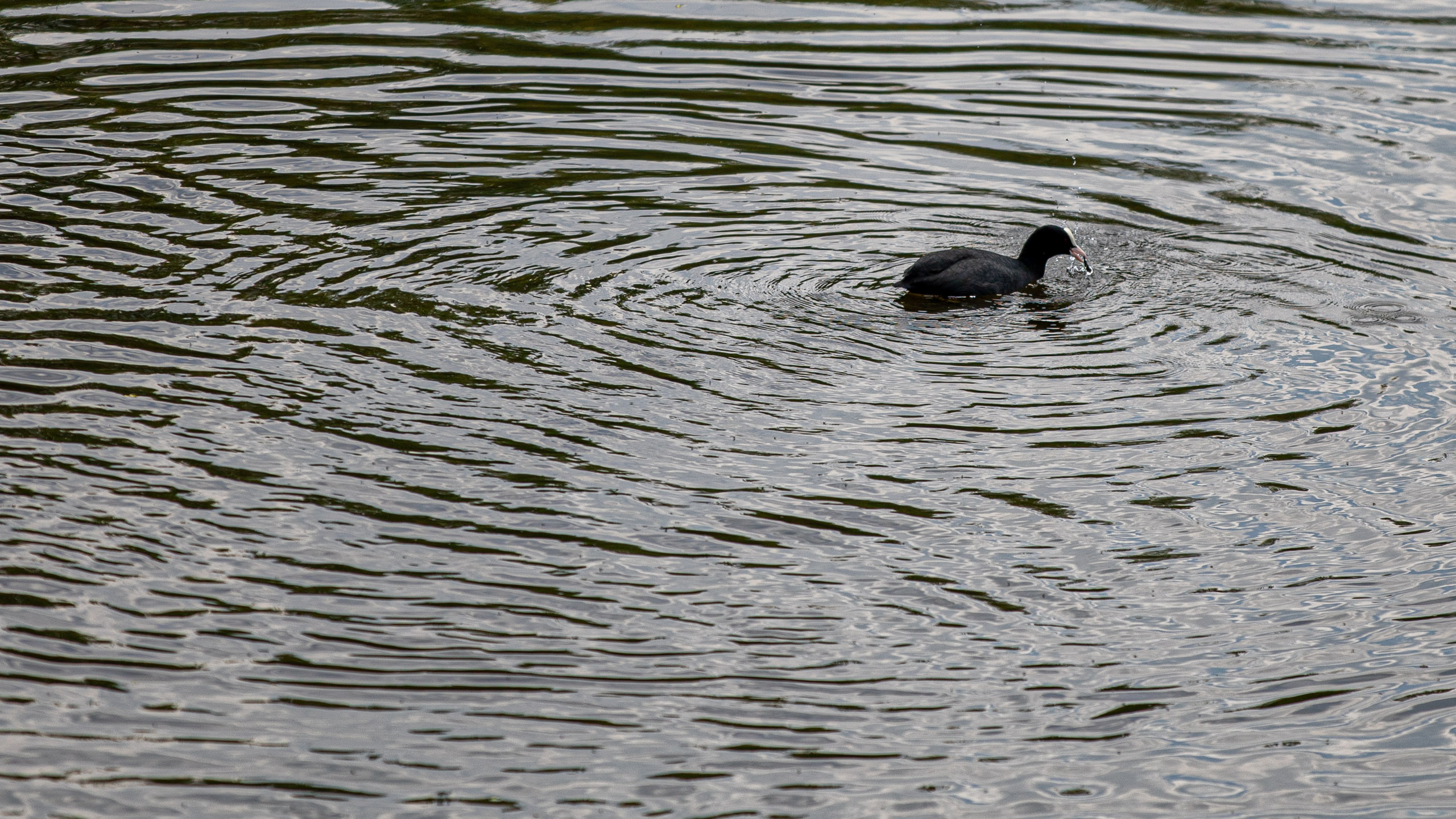 20260418 130556 RD4 9207