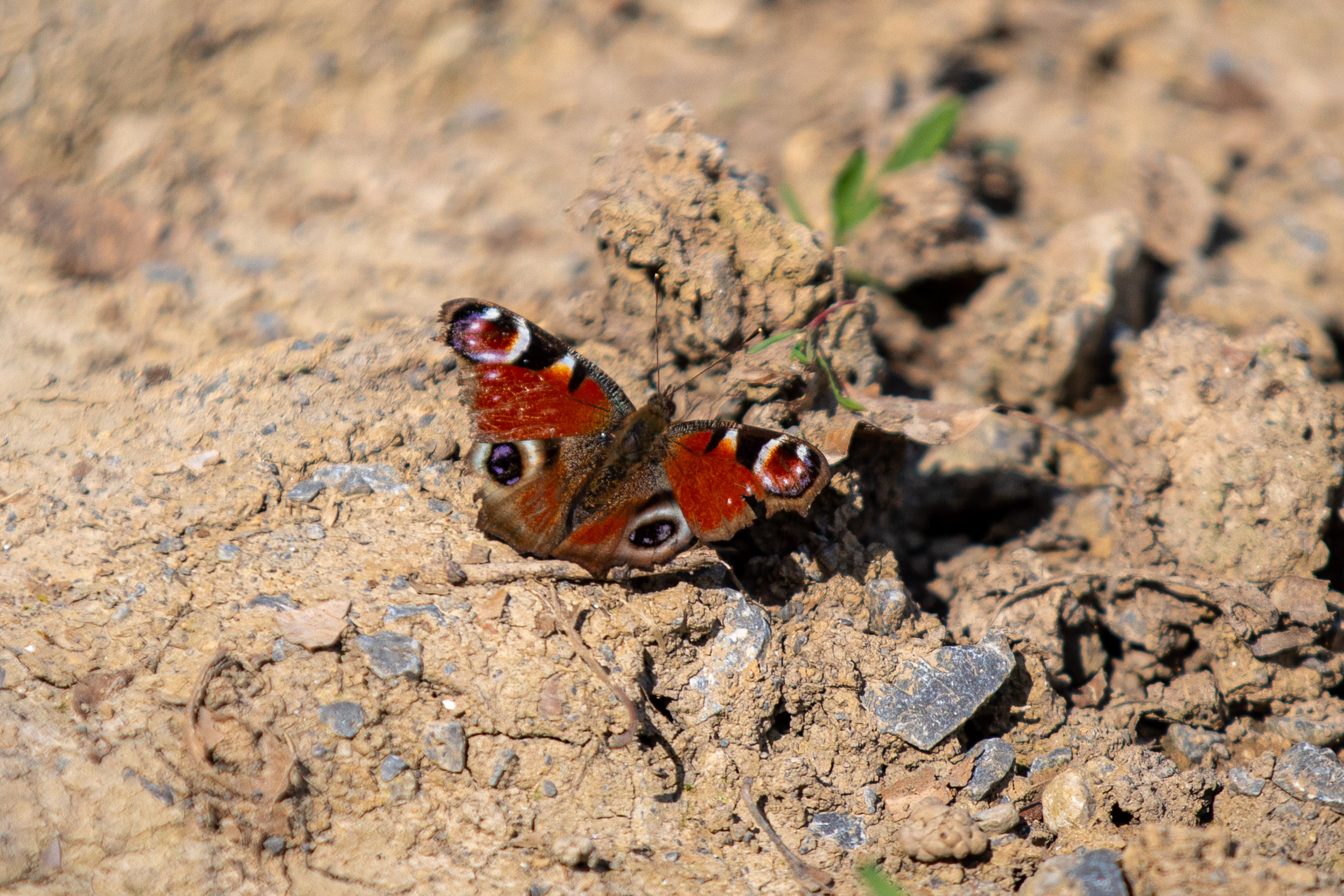 20260418 134347 RD4 9270