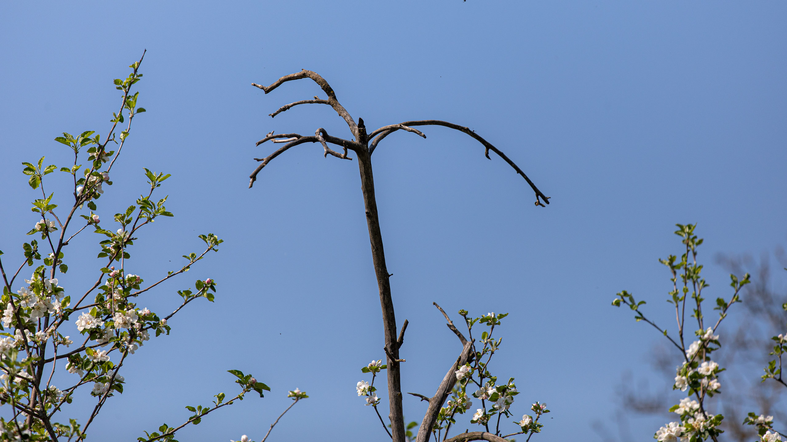 20260418 140101 RD4 9281