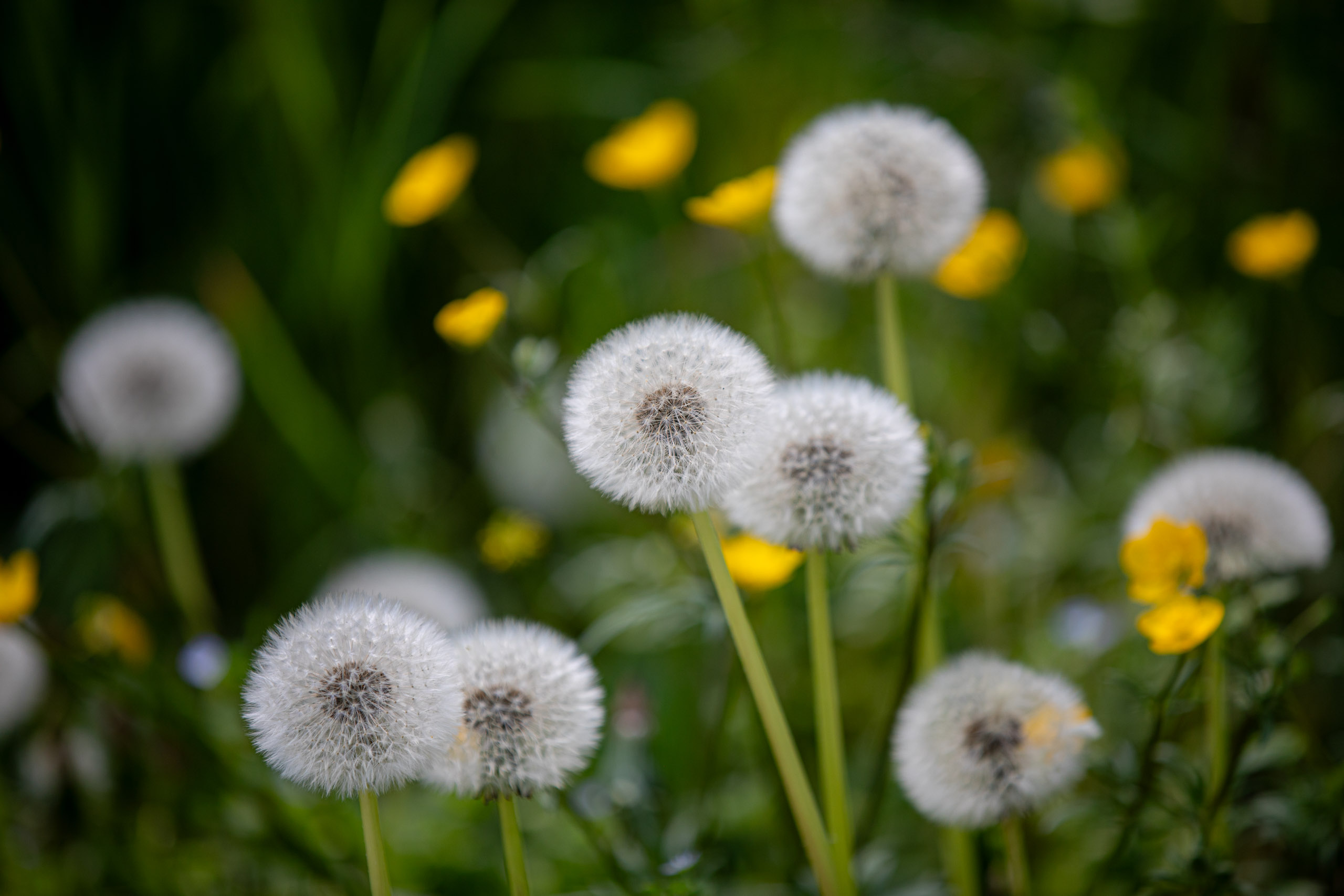 20260418 141715 RD4 9291