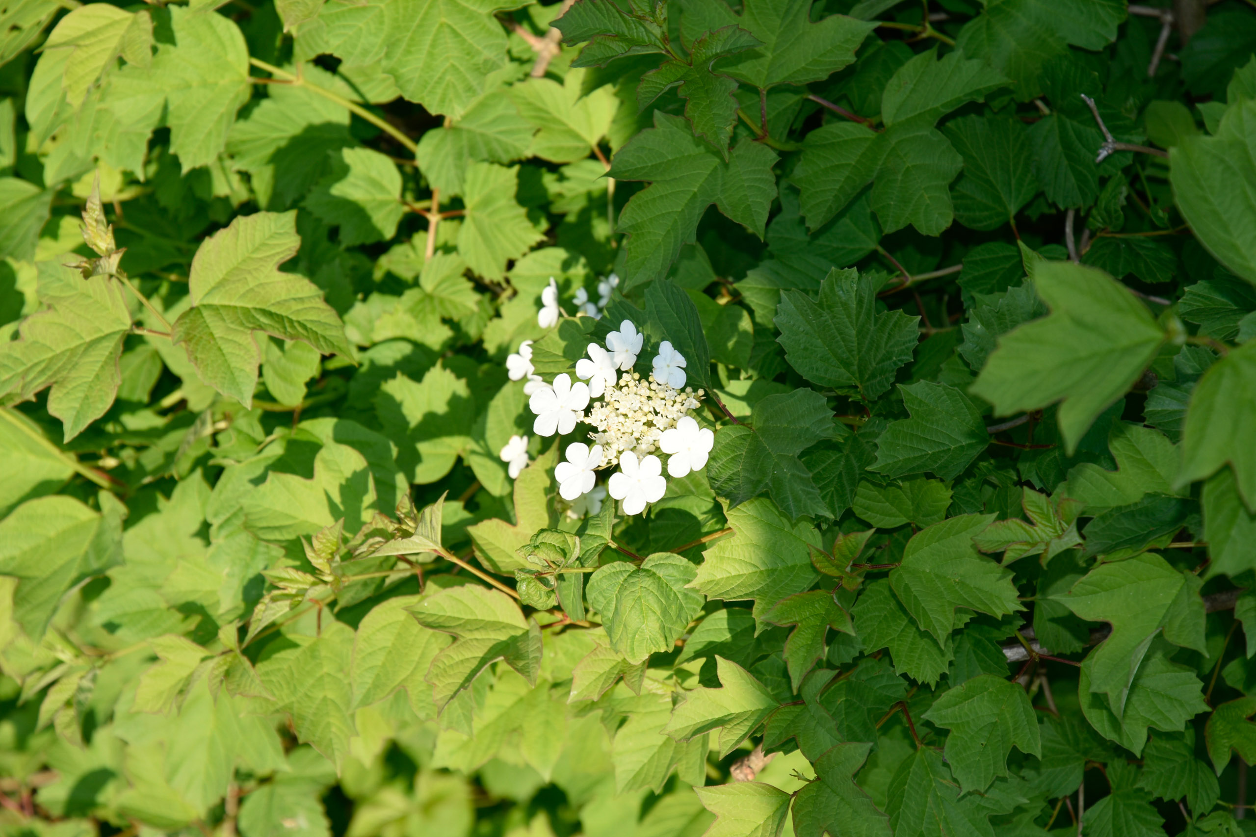 20250511071837 A240457