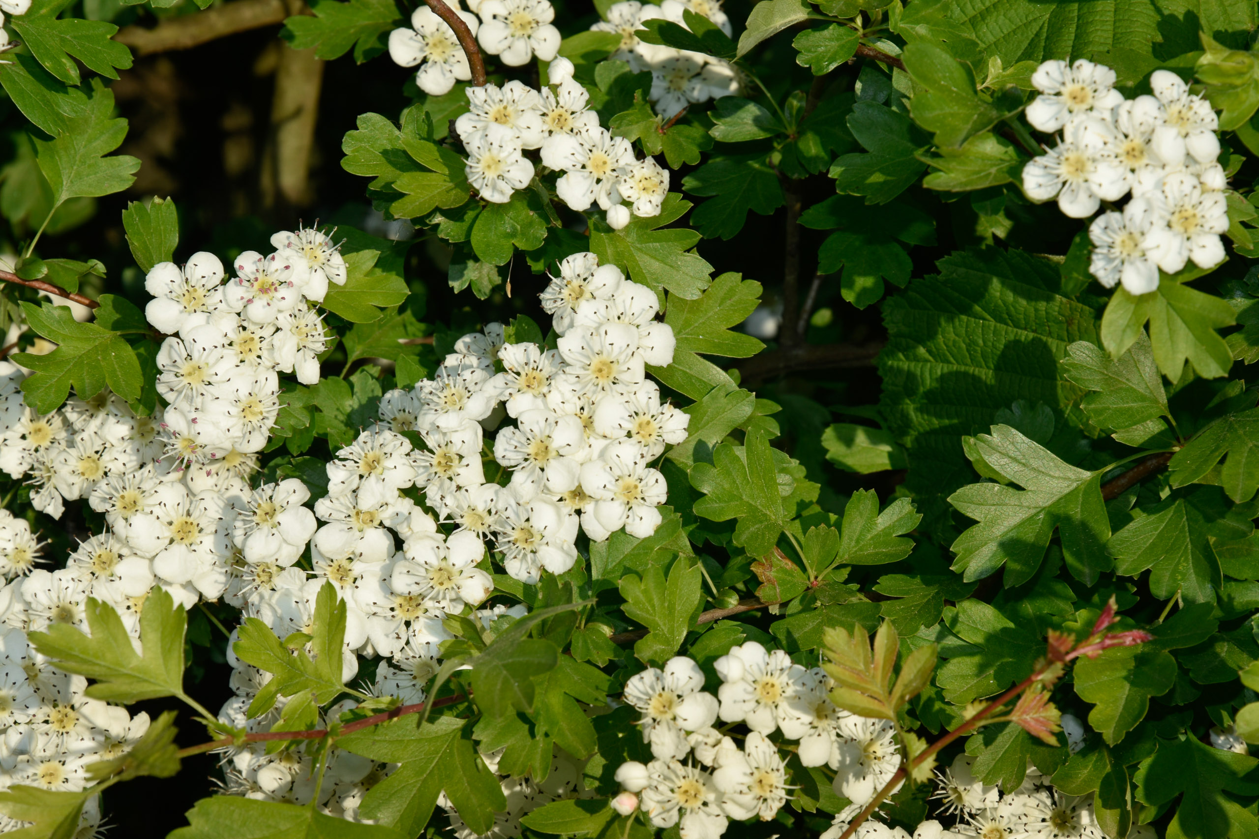 20250511072151 A240466